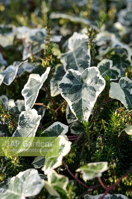 Hedera helix 'Chester' - Ivy