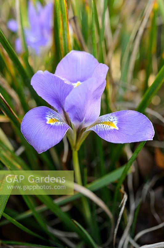 Iris unguicularis 'Mary Barnard' - Algerian Iris