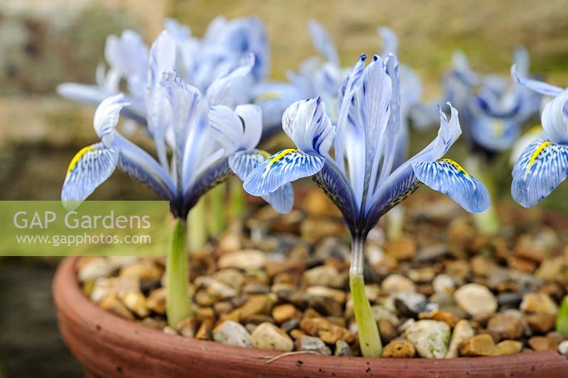Iris 'Katharine Hodgkin' - Dwarf Iris - growing in terracotta pot dressed with gravel