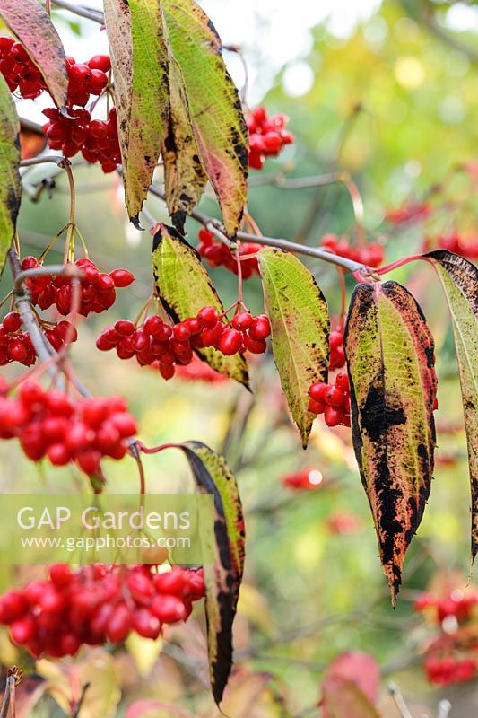 Viburnum setigerum - red berries alongside dying leaves