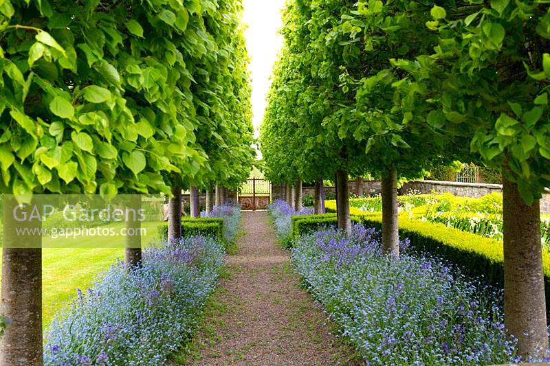 A mature avenue of pleached Beech trees is underplanted with Forget-me-nots
