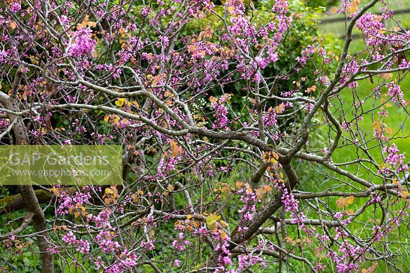 Cercis siliquastrum - Twisted branches of a Judas tree in flower. 