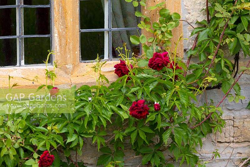 An old red rose clambers up the side of the house.