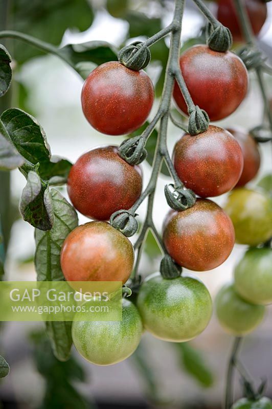 Cherry Tomato 'Rosella' F1