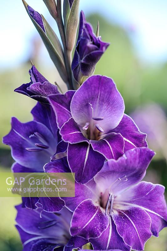 Gladiolus 'Violetta'