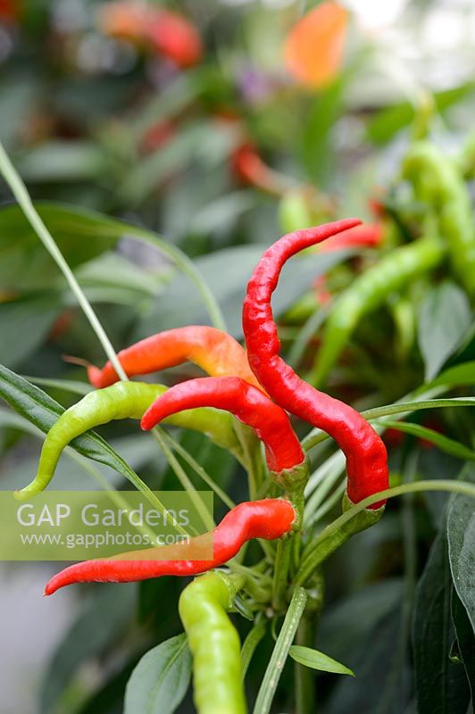 Capsicum 'Tongues of Fire' - Chilli Pepper 