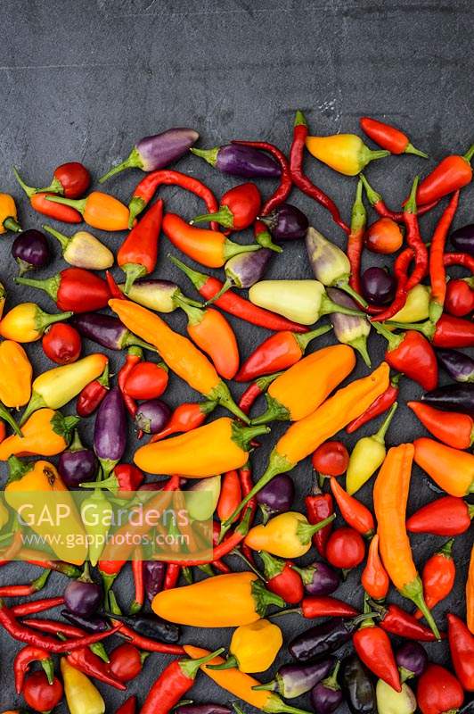 Selection of mixed Chilli Peppers 