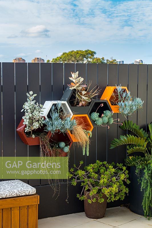 Painted metal wall mounted hexagonal pots, planted with a variety of succulents and grasses, featuring a rust finish pot planted it out with Crassula ovata Golem.