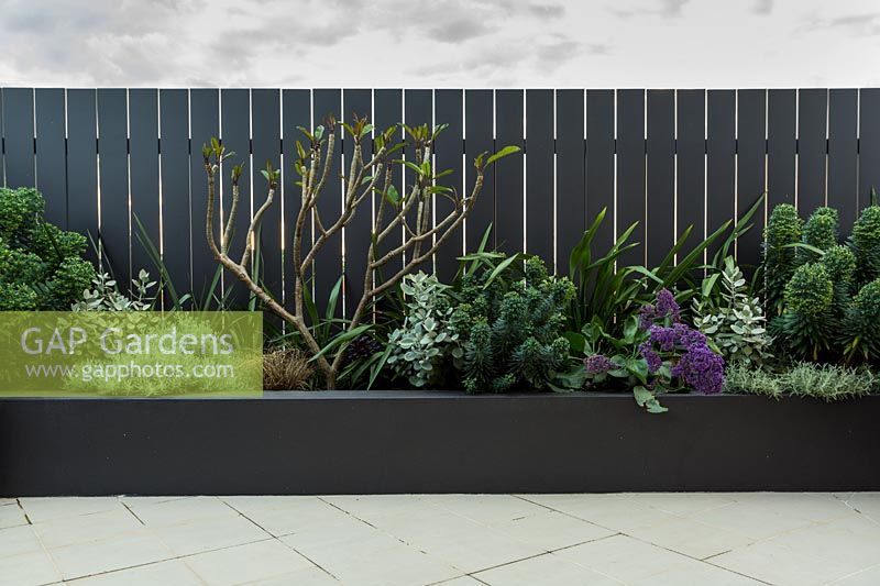 Detail of a raised garden bed with a mixed planting of grey, silver foliage plants and a small Frangipani tree that is putting on new growth.