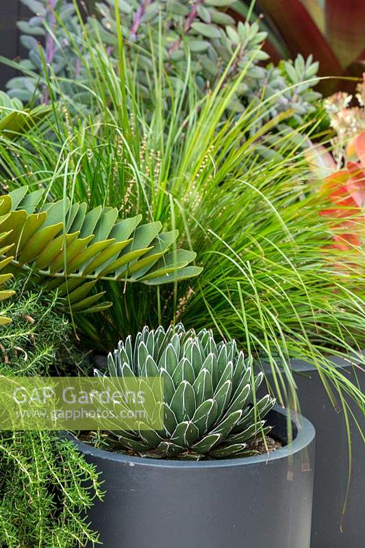 Container pots planted out with Queen Victoria Agave and a Lomandra' Tanika'.