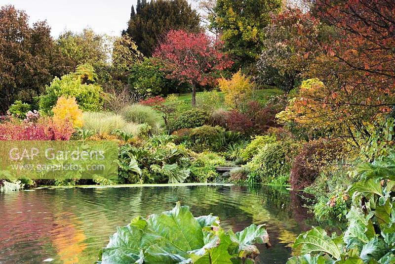 Extensive planting around a lake edged with Cornus - Dogwood, Acer and Gunnera manicata, beds merge into garden with trees beyond