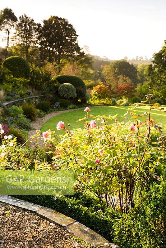 View across garden from terrace with Rosa - Rose - bushes over a circular lawn towards borders of shrubs and herbaceous perennials including clipped topiary to trees beyond
