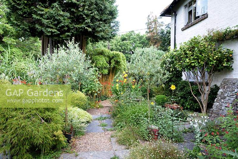 Standard Olea europaea - Olive - trees in pots frame a path surrounded by planting including self-seeded Erigeron karvinskianus, Acer and Hakonechloa macra 'Aureola' 