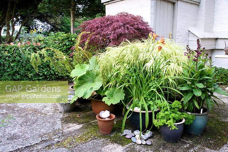 Group of pots planted with a single subject ranging from: purple-leaved Acer, variegated grass, Lobelia, Hemerocallis to Parsley