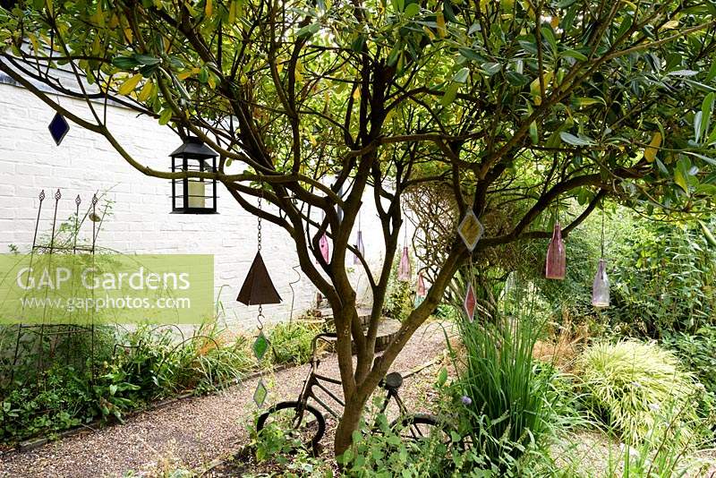Glass bottles and other ornaments hang from bare branches of Pittosporum tobira in a cottage garden