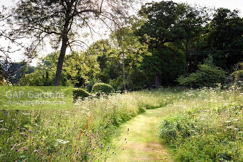 Mown path through meadow with Centaurea nigra - Common Knapweed - and Anthriscus sylvestris - Cow Parsley - to trees