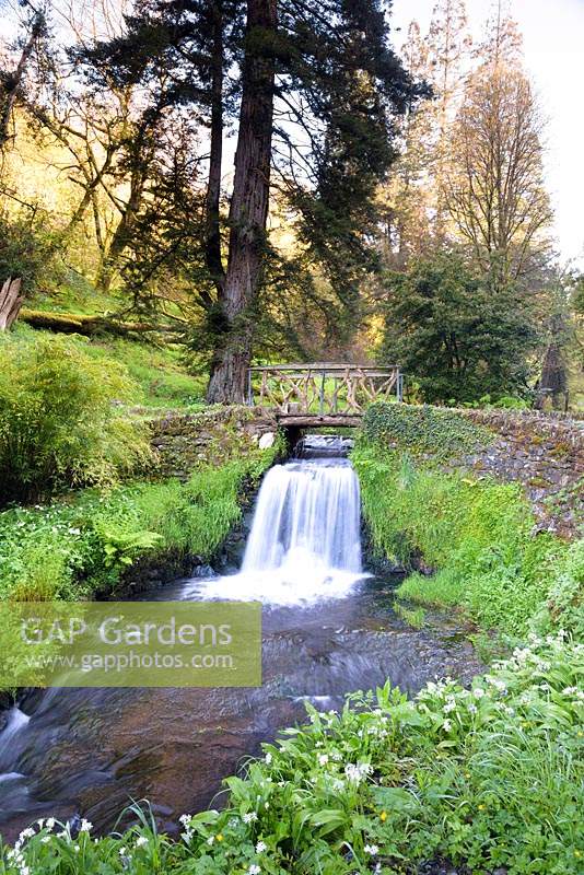 The Edgcumbe Stream tumbles through the garden and joins the River Tamar at Hotel Endsleigh, Devon in spring crossed by rustic bridges