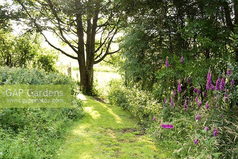 Grassy path to the end of the garden edged with foxgloves at Ivy House, Cumwhitton in July