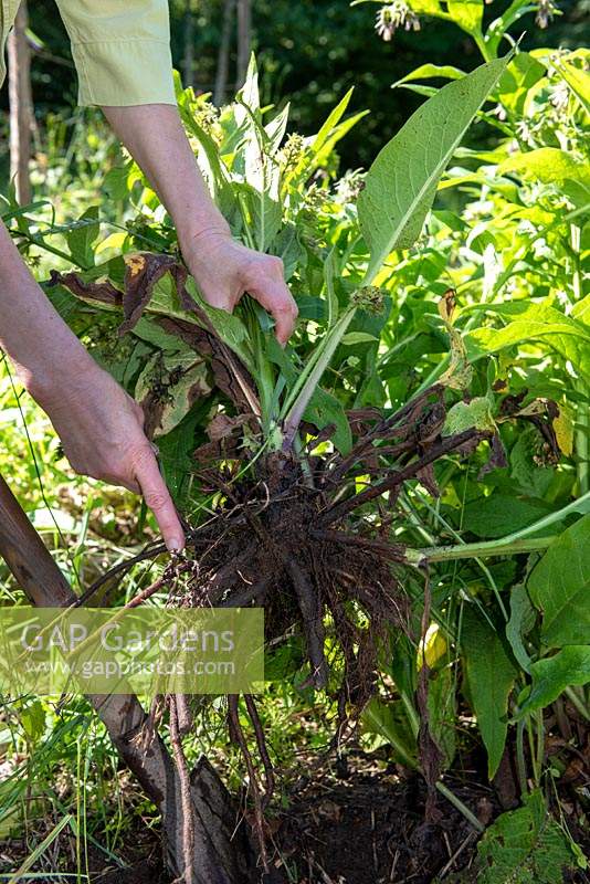 Symphytum - Comfrey - roots dug up for medicinal use