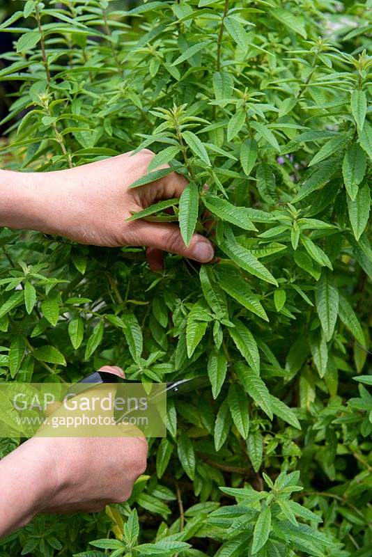 Harvesting Aloysia triphylla syn. Lippia citriodora - Lemon Verbena