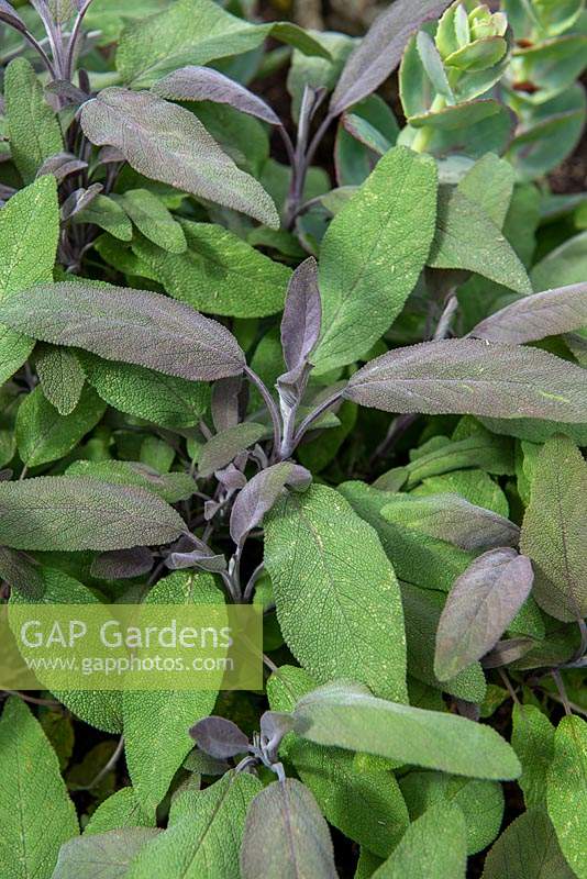 Salvia officinalis 'Purpurascens' - Purple Sage