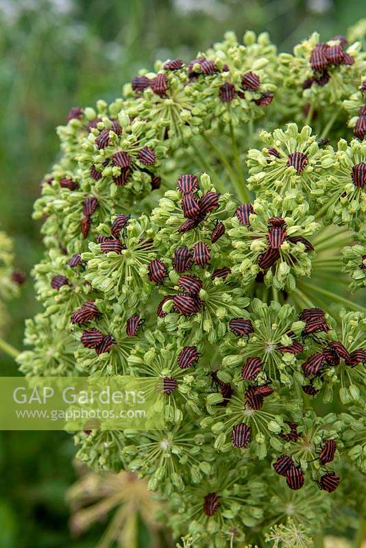 Graphosoma lineatum - Shield or Striped Bug - on Angelica archangelica flower head