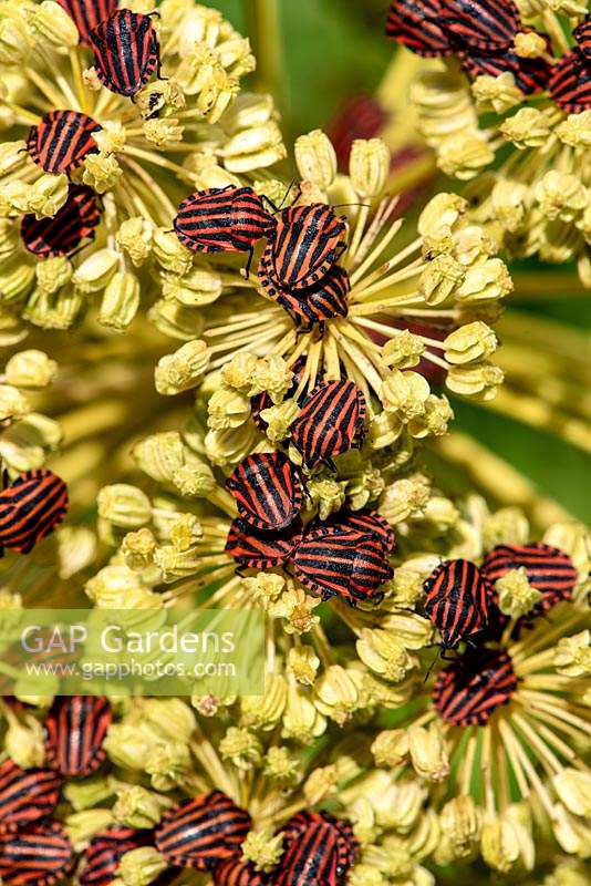 Graphosoma lineatum - Shield or Striped Bug - on Angelica archangelica flowers 