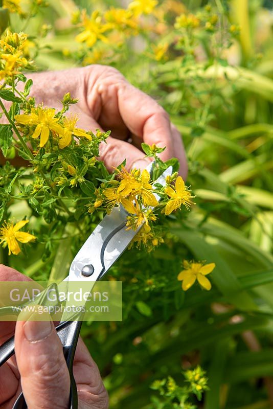 Harvesting flowers of Hypericum perforatum - St. Johns Wort