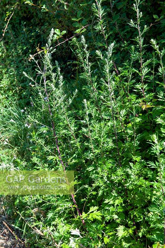 Artemisia vulgaris - Wormwood