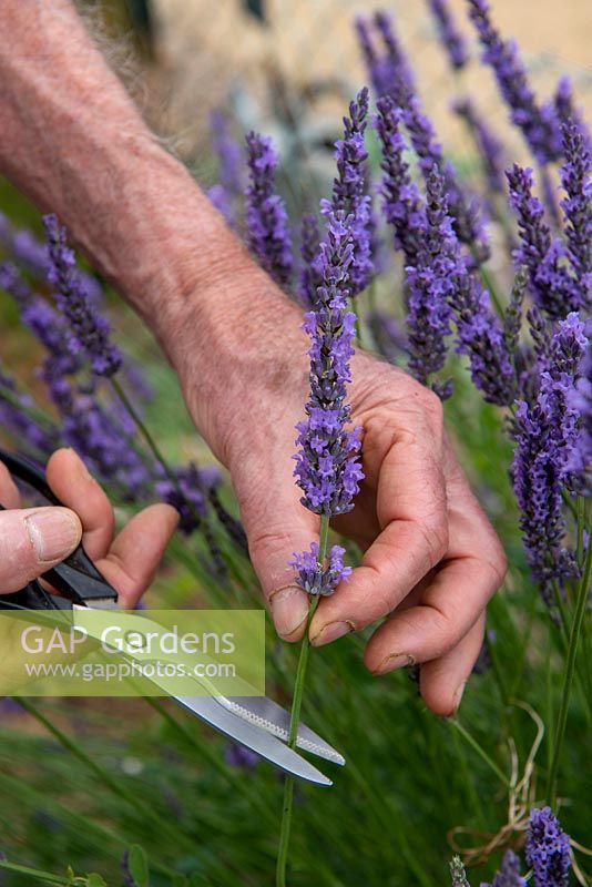 Harvesting Lavandula angustifolia - English Lavender
