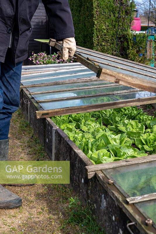 Opening a cold frame to ventilate Lettuce plants