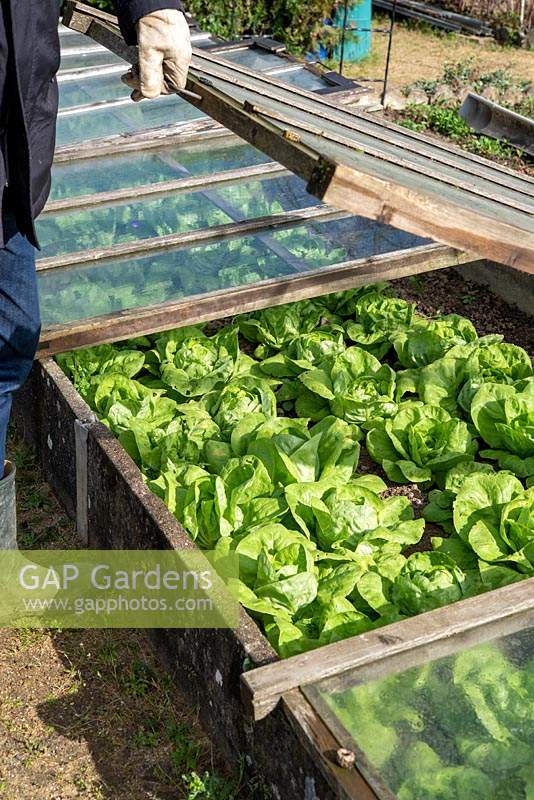 Opening a cold frame to ventilate Lettuce 