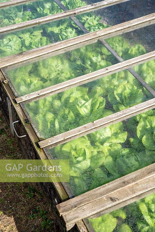 Lettuce growing in coldframe