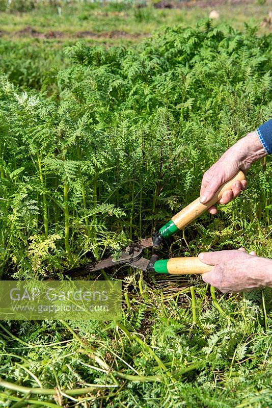 Trimming back Phacelia tanacetifolia with hand shears before digging in as green manure