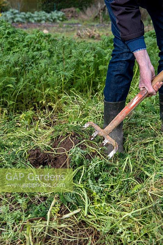 Digging Phacelia tanacetifolia into the soil for use as green manure 