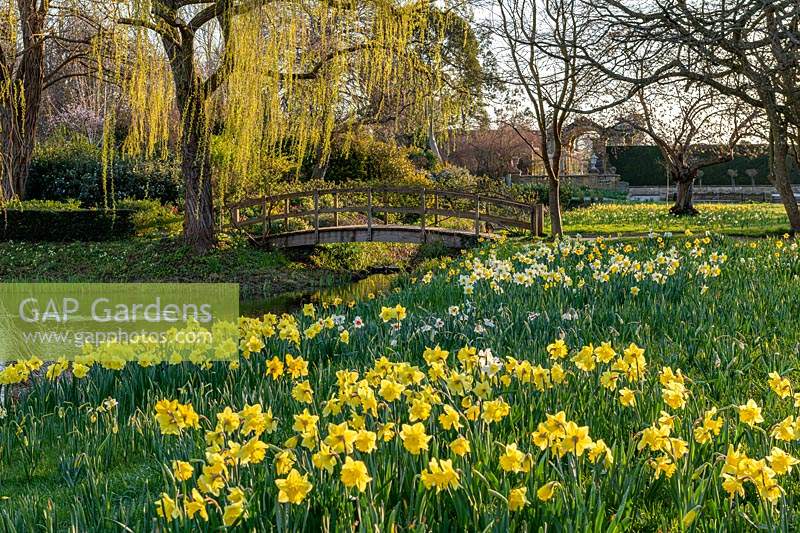 View over a bank of naturalised Narcissus - Daffodil - to Monet-style bridge over river