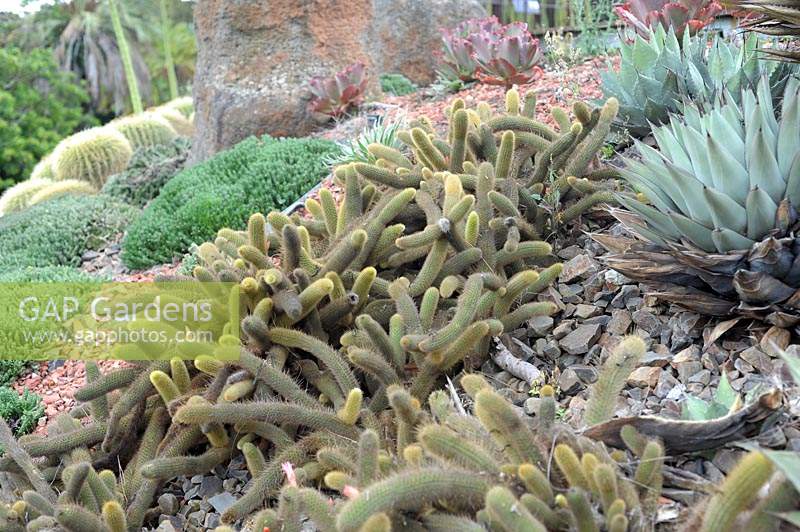 Cleistocactus winteri 'rat tail cactus'