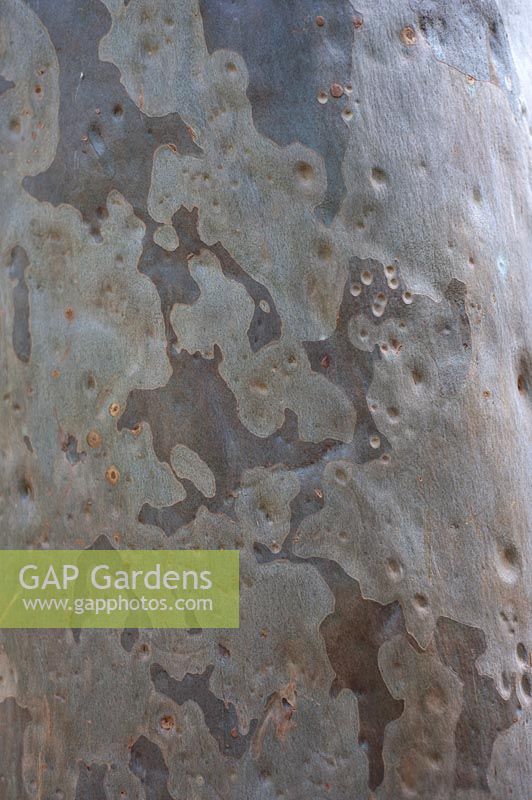 Eucalyptus Maculata 'Spotted Gum'
