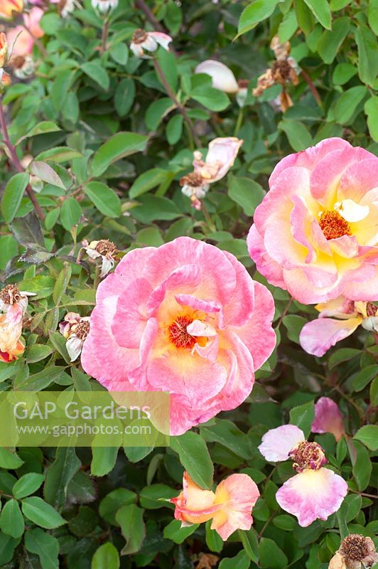 Rosa 'Ashtongold' rose