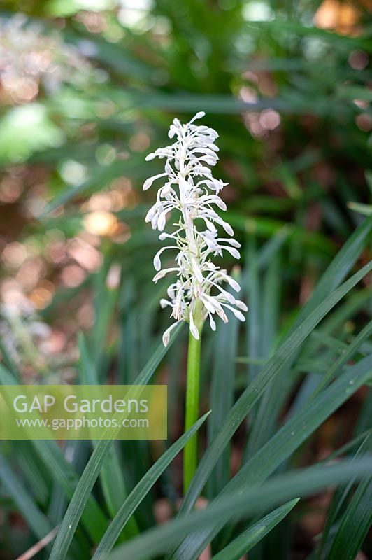 Ophiopogon jaburan, white lily turf