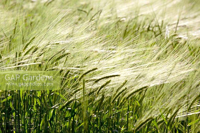 Hordeum vulgare - Tank ground growing Spring Barley