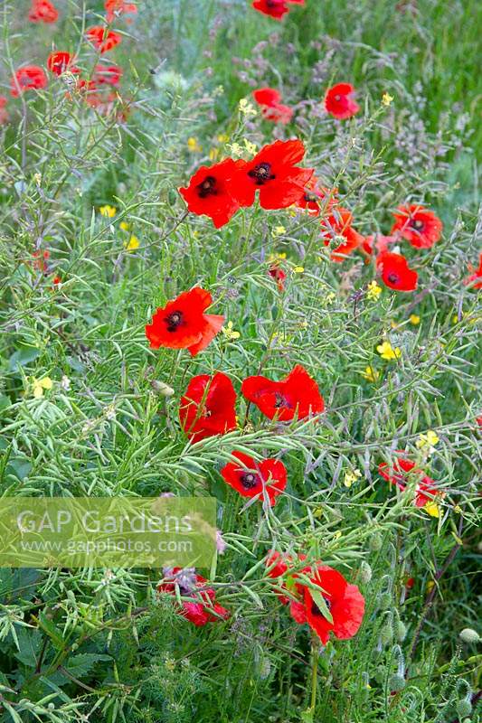 Papaver rhoeas - red poppies showing through Charlock 