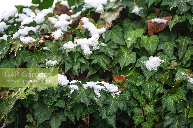 Hedera Helix - Common Ivy - partly covered with snow 