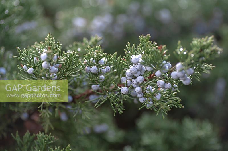 Juniperus polycarpos 'Sabina' -  Branch of evergreen Juniper with berries under snow. 