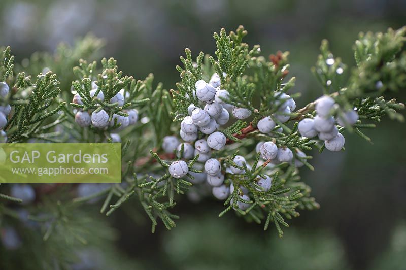 Juniperus polycarpos 'Sabina' with berries in winter