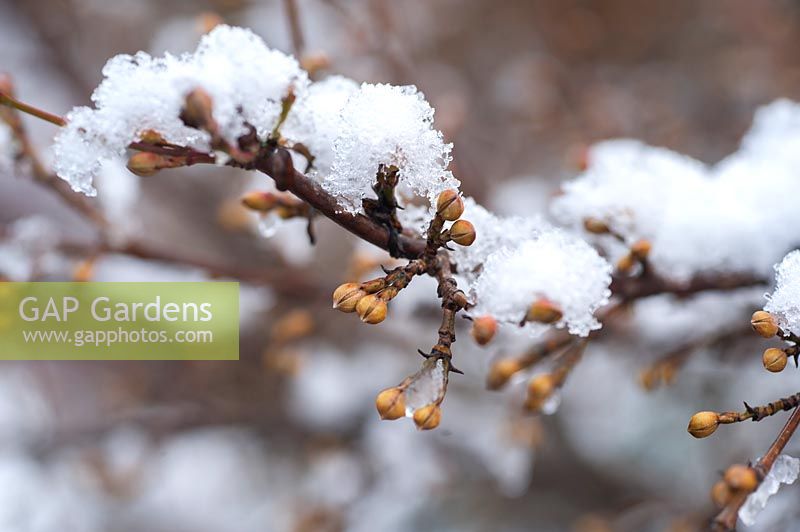 Cornus mas 'Jolico' with buds under snow, January, Czech Republic
