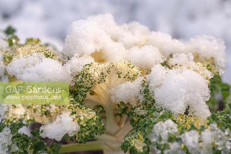 Brassica oleracea Nagoya 'White' - Ornamental cabbage, January, Czech Republic