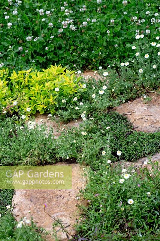 Stone path with herbs and Trifolium repens or White Clover growing through the gaps - Springwatch Garden - Hampton Court Flower Show 2019 