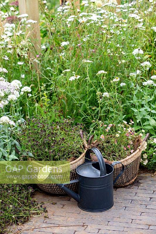 Traditional watering can in insect friendly garden setting
