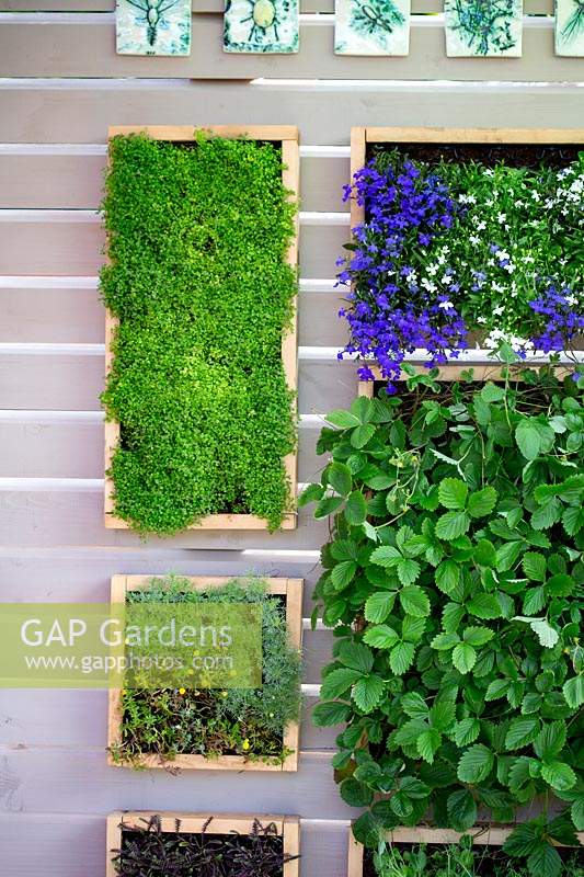 Contemporary green wall with herbs, strawberry plants and lobelia in box frames 